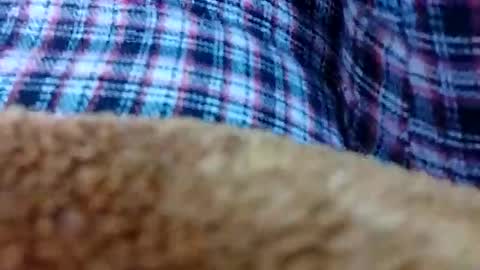 taniya_roy4628 online show from February 2026 02:50:02 AM