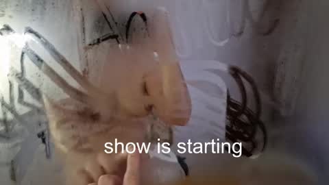 Snapshot of the_pussy_boulevard chatting on May 2026 12:05:01 AM Anna online show from May 2026 12:05:01 AM