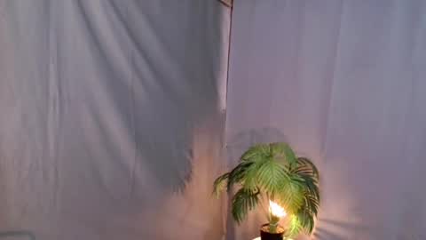 Lana But you can spell it backwards online show from December 2024 08:34:02 AM