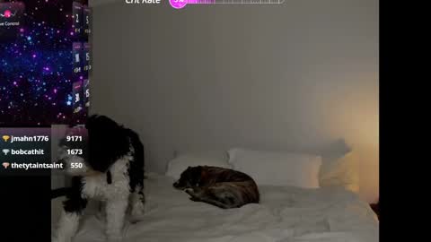 Selina Kyle online show from January 2025 04:13:01 AM