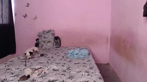 Tiana online show from November 2025 09:37:01 PM