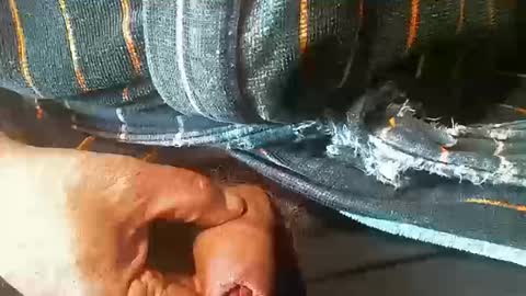 tiger1181 online show from October 2025 04:08:02 PM