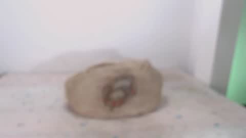 Snapshot of toadboys chatting on February 2025 09:16:01 AM David online show from February 2025 09:16:01 AM