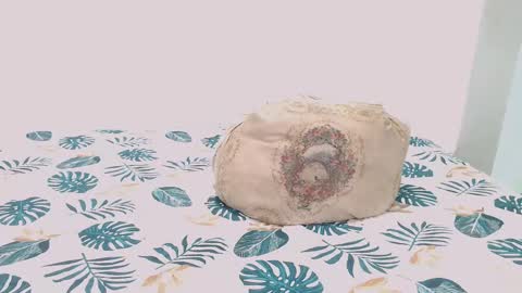 Snapshot of toadboys chatting on February 2025 07:16:01 AM David online show from February 2025 07:16:01 AM