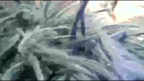 tooshort30w59675 online show from February 2026 05:19:01 PM