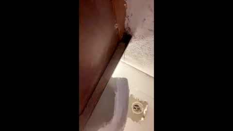 Snapshot of toronto5656 chatting on January 2025 04:00:01 AM toronto5656 online show from January 2025 04:00:01 AM