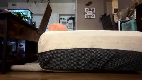 trickydick6 online show from February 2026 07:11:01 PM