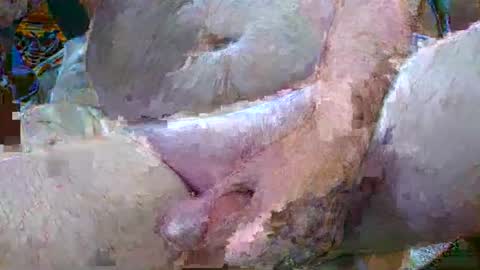 troy1965 online show from January 2025 04:47:01 AM