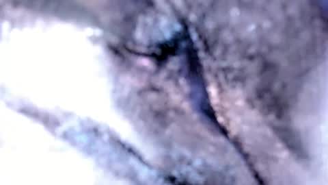 Snapshot of tshotfuckingyanzxx chatting on February 2025 03:18:02 AM Stella Hanlon - - online show from February 2025 03:18:02 AM