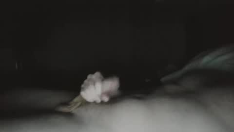 tucker 28 m online show from March 2026 01:31:01 AM