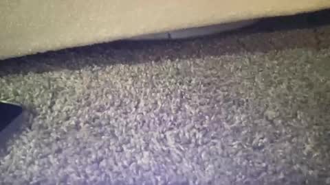 Snapshot of twinkgabe chatting on February 2026 04:03:02 PM twinkgabe online show from February 2026 04:03:02 PM