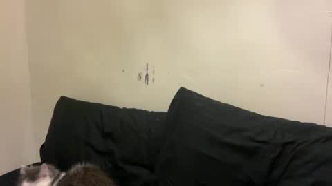 Bran online show from March 2026 01:05:02 PM