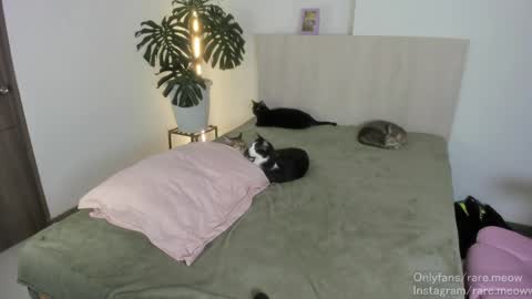    online show from April 2026 10:56:02 PM