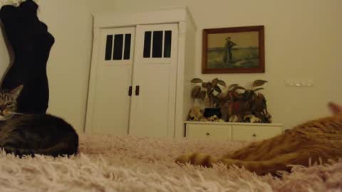 Visceratio online show from February 2025 06:24:01 PM