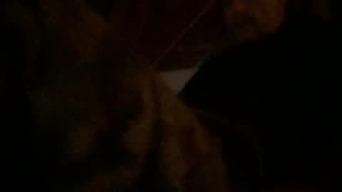 watchinggold online show from July 2026 02:09:01 PM