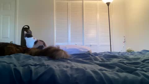 Snapshot of weedwacker43 chatting on February 2025 10:53:02 PM weedwacker43 online show from February 2025 10:53:02 PM