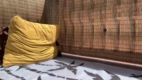 Snapshot of wolfdeep chatting on September 2025 05:46:02 PM Sweetdog online show from September 2025 05:46:02 PM