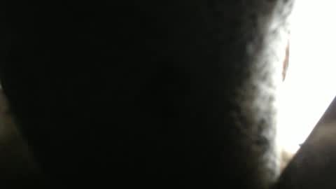 SHENIEL RODRIGUEZ online show from February 2026 05:41:01 PM