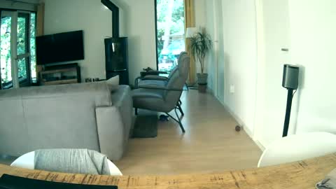 woodwurm and Snoeske online show from June 2026 05:34:02 AM