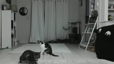 Snapshot of wrenleigh chatting on January 2025 04:42:01 AM Crystal Lake online show from January 2025 04:42:01 AM