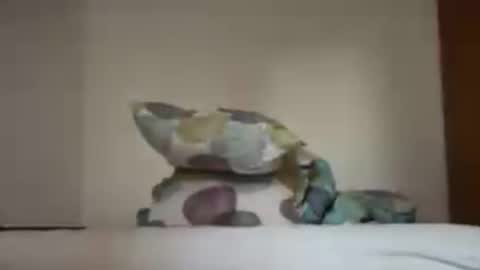 zkopa1234 online show from June 2026 01:48:02 PM