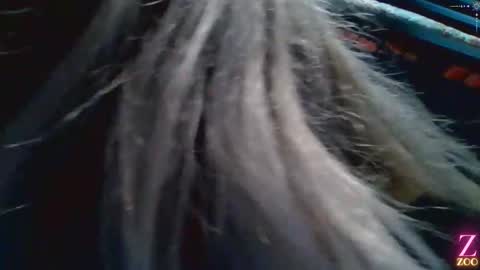 Snapshot of zya_zoo chatting on December 2024 01:36:02 AM ZYA online show from December 2024 01:36:02 AM