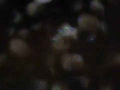 arabictsmariam online show from February 2025 06:08:02 AM