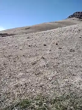 rockpimp online show from March 2026 06:56:01 PM