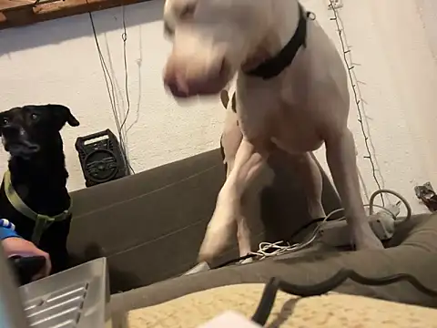 EnricoGio online show from December 2024 11:49:01 PM