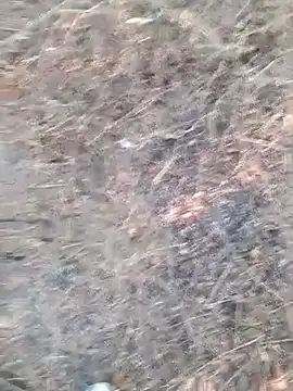 Ajith mvi online show from April 2026 12:06:01 PM