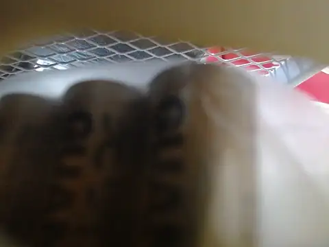 Snapshot of lovense_test04 chatting on February 2026 06:06:02 AM lovense test04 online show from February 2026 06:06:02 AM