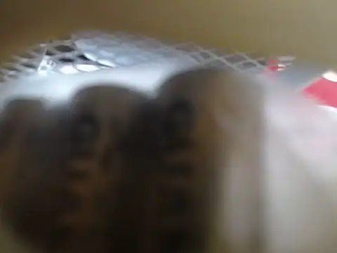 Snapshot of lovense_test04 chatting on February 2026 01:32:02 AM lovense test04 online show from February 2026 01:32:02 AM