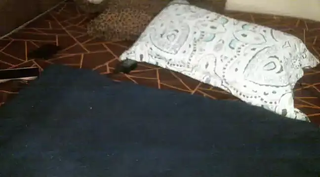 Sweetie pussy online show from March 2025 01:09:02 PM