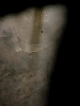 Yasha 14C Creator online show from October 2025 04:57:02 AM