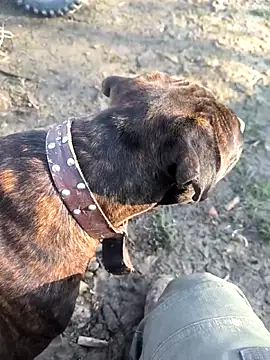 Snapshot of mitulik84 chatting on December 2025 11:50:02 AM mitulik84 online show from December 2025 11:50:02 AM