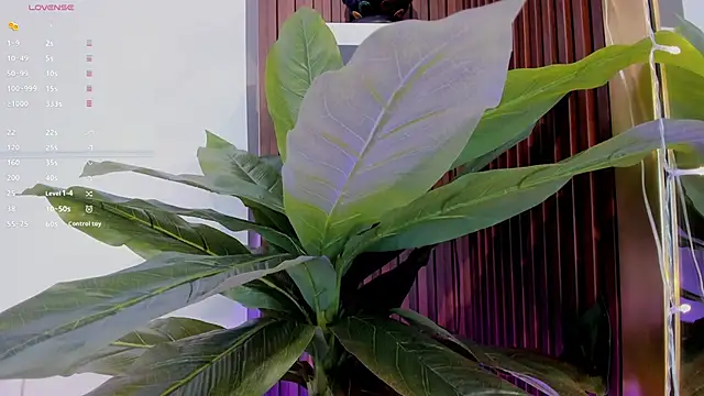 Anybuny online show from January 2025 11:35:01 AM