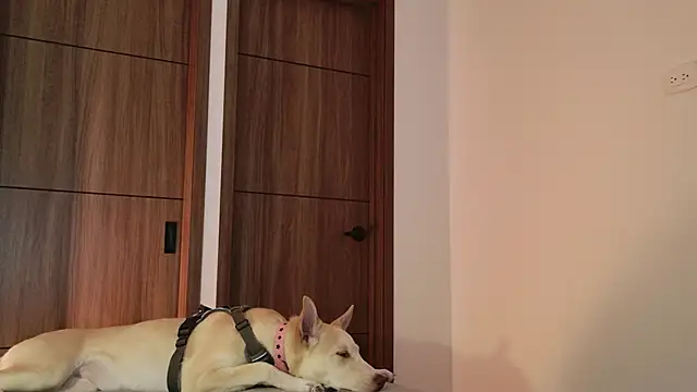 Snapshot of Hot_Couple666 chatting on September 2025 01:49:01 AM Hot Couple666 online show from September 2025 01:49:01 AM