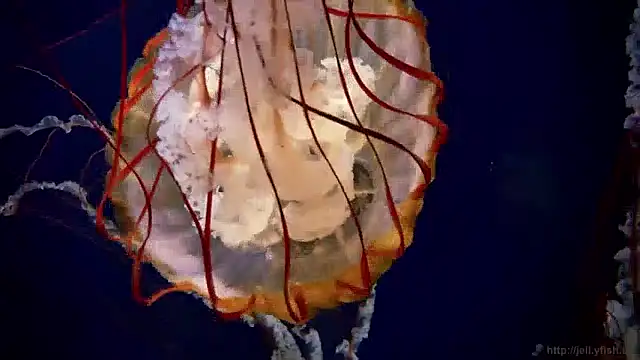 Snapshot of streamy_test11 chatting on December 2024 09:55:02 AM streamy test11 online show from December 2024 09:55:02 AM