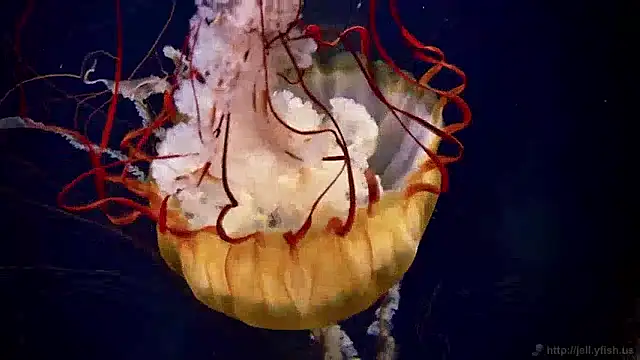 Snapshot of streamy_test11 chatting on December 2024 08:34:01 AM streamy test11 online show from December 2024 08:34:01 AM