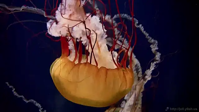 Snapshot of streamy_test11 chatting on December 2024 08:22:02 AM streamy test11 online show from December 2024 08:22:02 AM