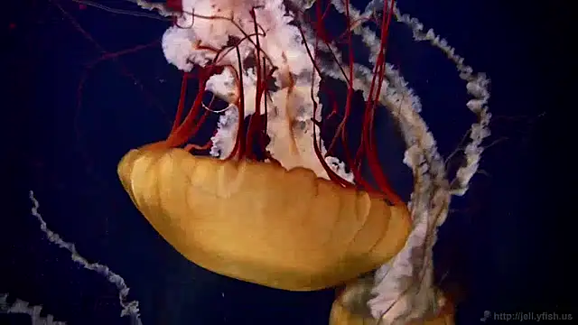 Snapshot of streamy_test11 chatting on December 2024 08:11:01 AM streamy test11 online show from December 2024 08:11:01 AM