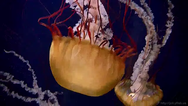 Snapshot of streamy_test11 chatting on December 2024 08:14:02 AM streamy test11 online show from December 2024 08:14:02 AM