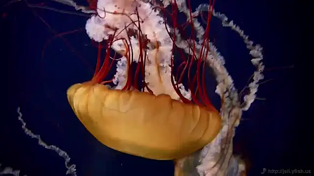 Snapshot of streamy_test11 chatting on December 2024 08:09:01 AM streamy test11 online show from December 2024 08:09:01 AM