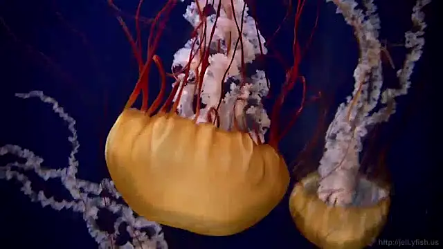 Snapshot of streamy_test11 chatting on December 2024 08:09:02 AM streamy test11 online show from December 2024 08:09:02 AM