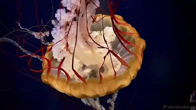 Snapshot of streamy_test11 chatting on January 2025 08:20:02 AM streamy test11 online show from January 2025 08:20:02 AM