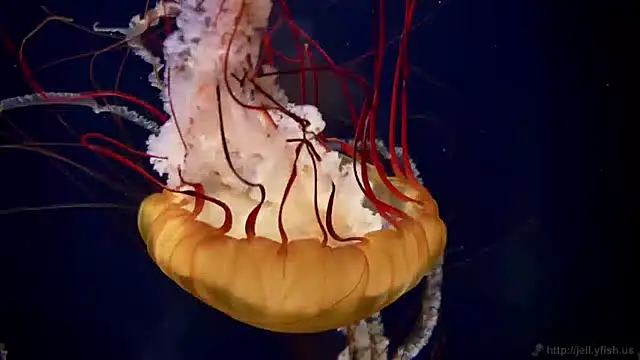 Snapshot of streamy_test11 chatting on January 2025 02:15:01 PM streamy test11 online show from January 2025 02:15:01 PM