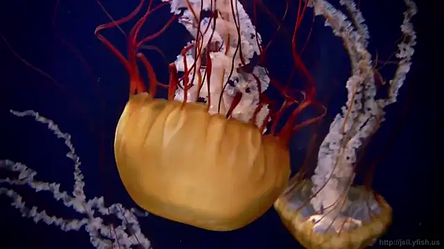 Snapshot of streamy_test11 chatting on February 2025 08:13:02 AM streamy test11 online show from February 2025 08:13:02 AM