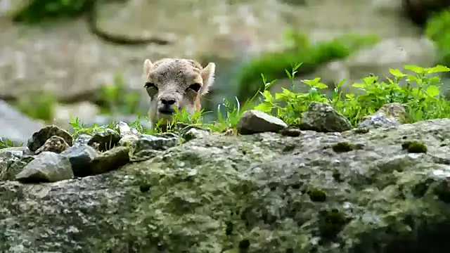 Snapshot of streamy_test11 chatting on February 2025 12:03:02 PM streamy test11 online show from February 2025 12:03:02 PM