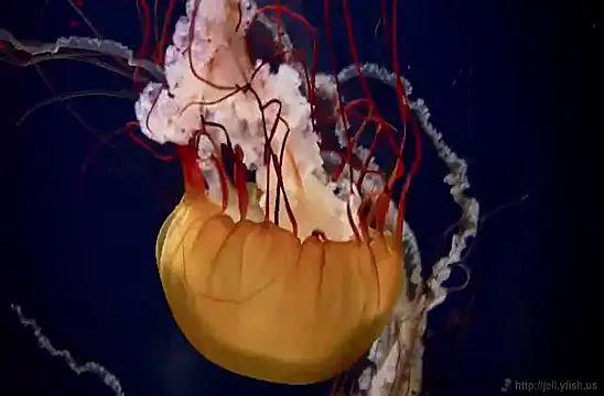 Snapshot of streamy_test11 chatting on February 2025 08:13:02 AM streamy test11 online show from February 2025 08:13:02 AM