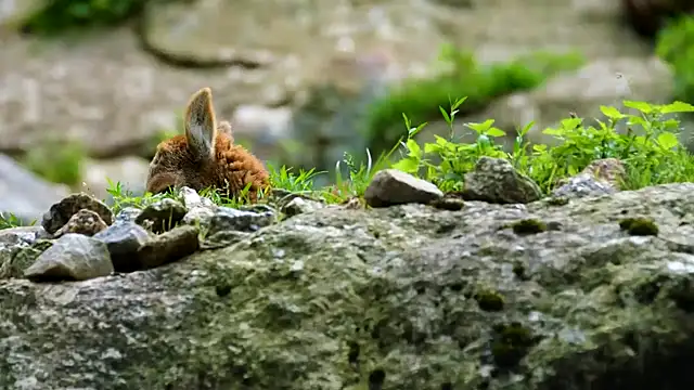 Snapshot of streamy_test11 chatting on February 2025 03:52:01 PM streamy test11 online show from February 2025 03:52:01 PM